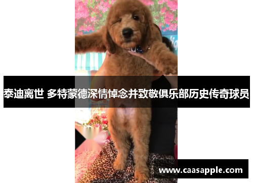 泰迪离世 多特蒙德深情悼念并致敬俱乐部历史传奇球员 泰迪离世 多特蒙德深情悼念并致敬俱乐部历史传奇球员